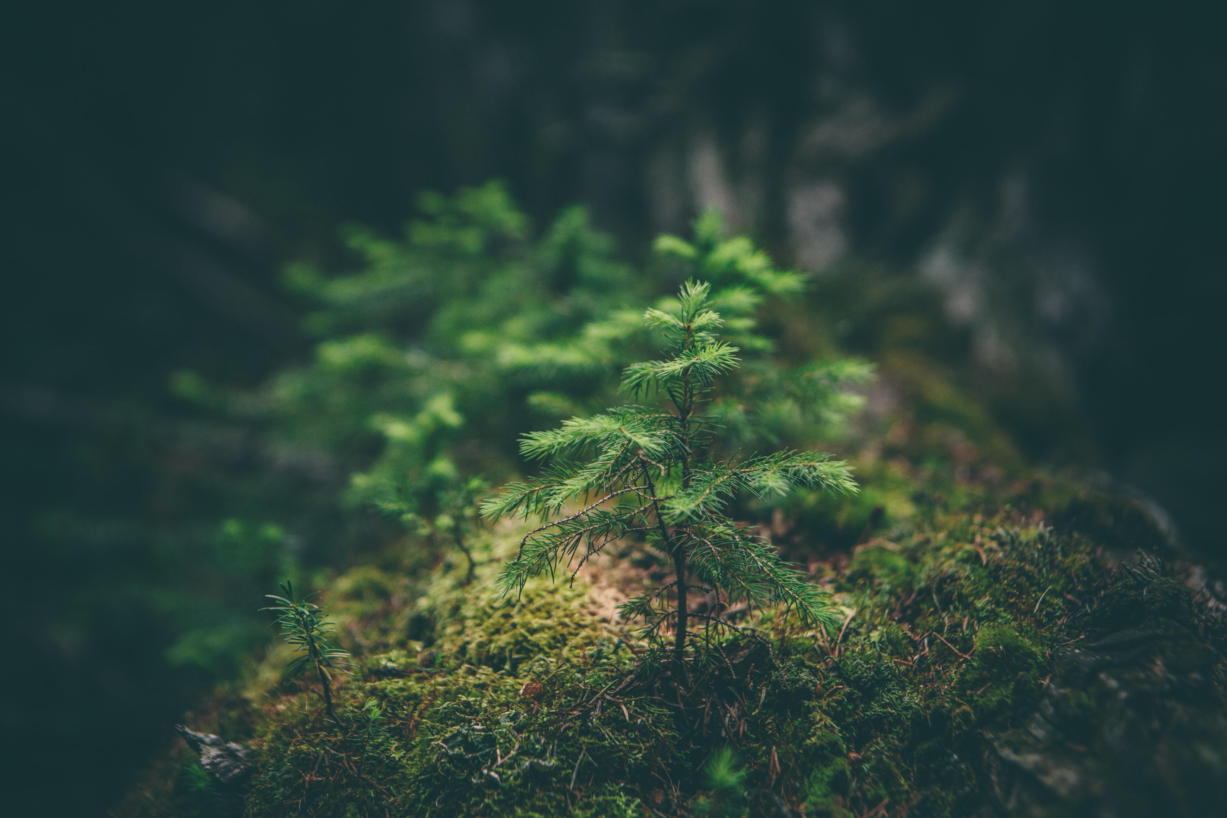 5 Easy Ways to Help The Environment